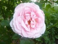 Blühende rosa Rose